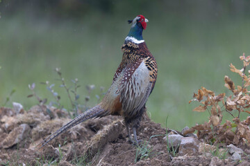 Common pheasant Phasianus colchicus in close view