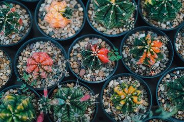 Cactus Plants to Grow at farm