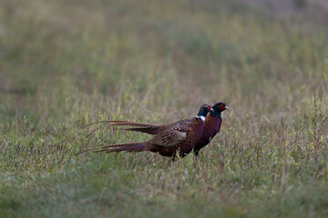 Common pheasant Phasianus colchicus in close view
