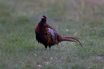 Common pheasant Phasianus colchicus in close view