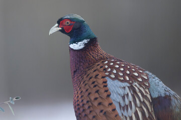 Common pheasant Phasianus colchicus in close view