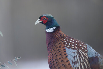 Common pheasant Phasianus colchicus in close view