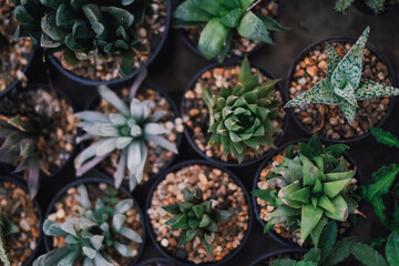 Cactus Plants to Grow at farm