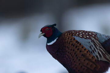 Common pheasant Phasianus colchicus in close view