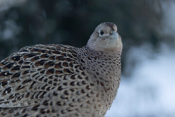 Common pheasant Phasianus colchicus in close view