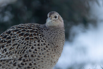 Common pheasant Phasianus colchicus in close view