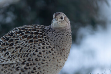 Common pheasant Phasianus colchicus in close view