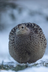 Common pheasant Phasianus colchicus in close view