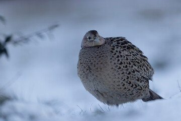 Common pheasant Phasianus colchicus in close view