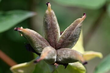 Natura