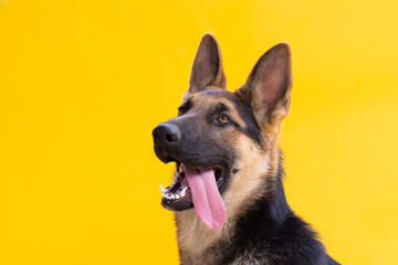 German Shepherd dog with open mouth on yellow background - obrazy, fototapety, plakaty