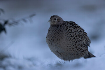 Common pheasant Phasianus colchicus in close view