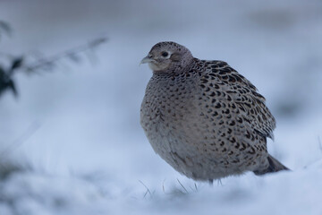 Common pheasant Phasianus colchicus in close view