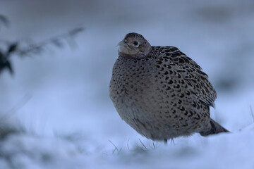 Common pheasant Phasianus colchicus in close view