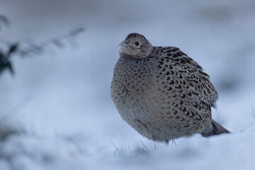 Common pheasant Phasianus colchicus in close view