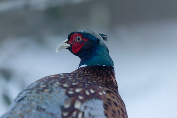 Common pheasant Phasianus colchicus in close view