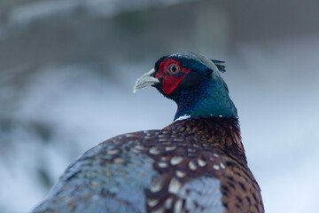 Common pheasant Phasianus colchicus in close view