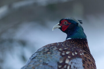 Common pheasant Phasianus colchicus in close view