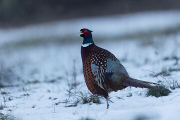Common pheasant Phasianus colchicus in close view
