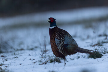 Common pheasant Phasianus colchicus in close view