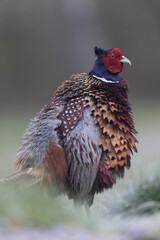 Common pheasant Phasianus colchicus in close view