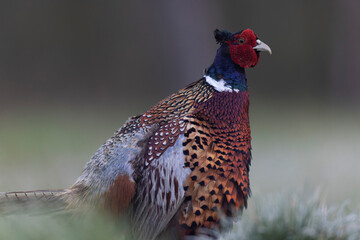 Common pheasant Phasianus colchicus in close view