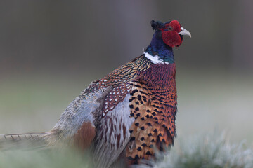Common pheasant Phasianus colchicus in close view