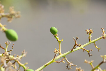 Beautiful Green Small Indian Mango