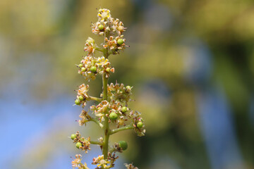 Beautiful Flowers Of Beautiful Mango Tree.