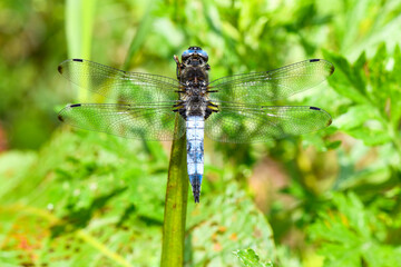 Plattbauch Libelle