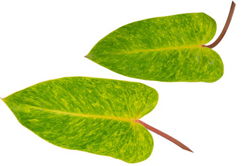 philodendron painted lady on white background