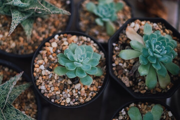 Cactus Plants to Grow at farm