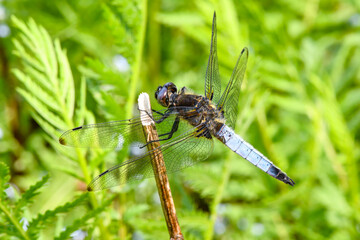 Plattbauch Libelle