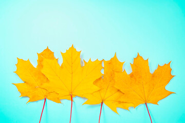 Fototapeta na wymiar Beautiful bright orange autumn leaves on the blue background space for text