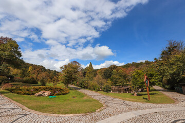 Istanbul - Turkey Arboretum or tree park is essentially a botanical garden dedicated to the cultivation of trees and other woody plants such as shrubs and shrubs.