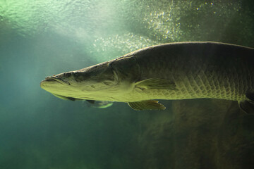 Fototapeta premium Fish under water. Arapaima fish - Pirarucu Arapaima gigas one largest freshwater fish. Fish in the aquarium behind glass. 