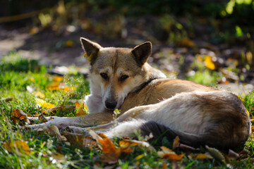 Naklejka na ściany i meble dog in autumn leaves. red-haired fluffy dog on green grass in fallen leaves. autumn season, the dog lies in nature. home or homeless animal. warms up on a sunny day. sad look, looking at the camera