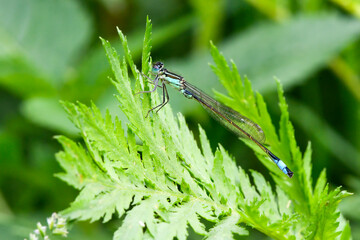 Blaue Federlibelle