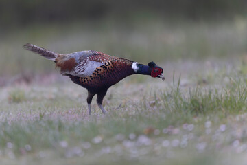 Common pheasant Phasianus colchicus in close view