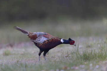Common pheasant Phasianus colchicus in close view