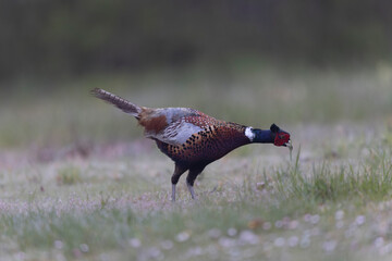Common pheasant Phasianus colchicus in close view