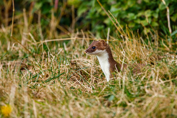 A weasel in the wildlife