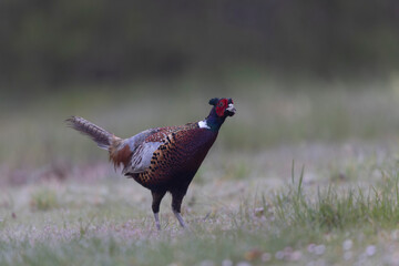 Common pheasant Phasianus colchicus in close view