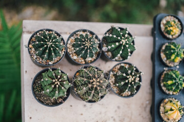 Obraz na płótnie Canvas Cactus Plants to Grow at farm