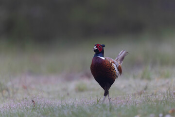 Common pheasant Phasianus colchicus in close view
