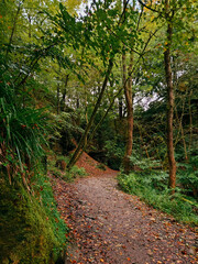 path in the woods