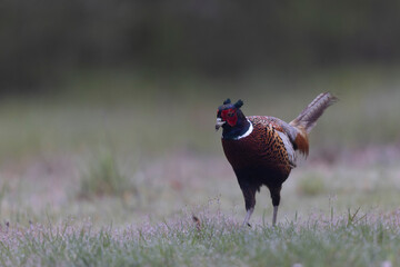 Fototapeta premium Common pheasant Phasianus colchicus in close view