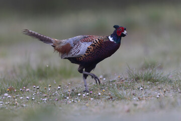 Common pheasant Phasianus colchicus in close view