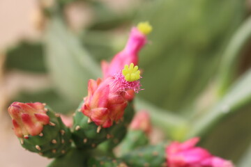 Flor de cactus