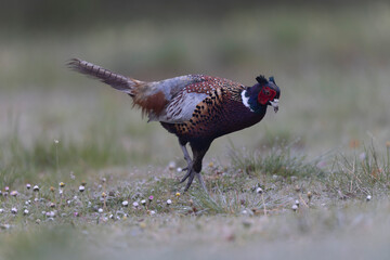 Common pheasant Phasianus colchicus in close view